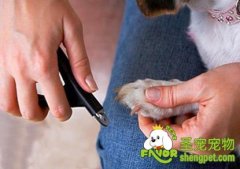 怎样让狗狗乖乖剪指甲