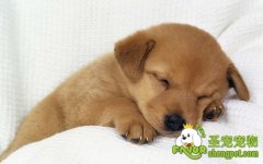 对第一次养犬人的几点建议