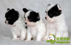 初次养狗狗需要注意的事项