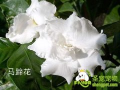 对狗狗有毒的植物有哪些