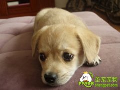 狗狗鼻子色素减退的诊断治疗