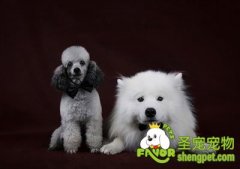 关于狗狗健康的6点注意事项