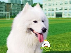 给狗狗体检的步骤