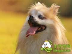 怎样预防狗狗消化不良