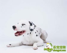 第一次养狗狗需要注意的事项