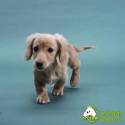 各种元素的维生素对狗狗身体的作用