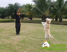 教你如何训练狗狗走路