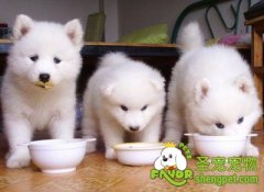 怎样正确的利用食物训练狗狗