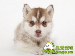 驯犬员应该遵守几点事项