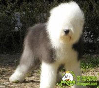 狗狗的消化特性有哪些