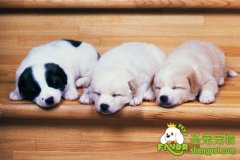 狗狗的成长过程和狗狗与人的年龄换算