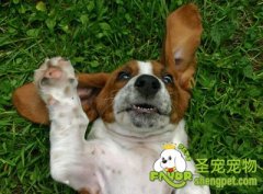 千万别滥用止吠项圈