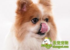 狗狗舔舐身体的病症解析