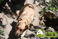 和狗狗一起运动的最佳项目