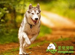 狗狗的肢体动作语言