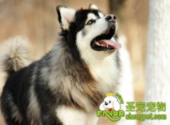 打理狗狗毛发的技巧