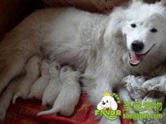 告诉你怎样照顾没有断奶的狗宝宝