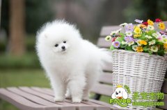 狗狗的思考模式