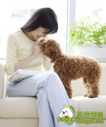 为什么要给狗狗做保洁和美容