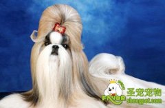 西施犬的美容修剪