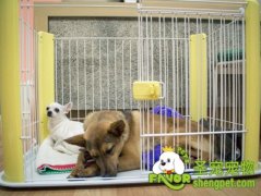 如何作好笼内训练