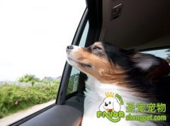 训练狗狗乖乖坐车的方法