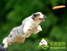 环境和气候对狗狗训练有哪些影响