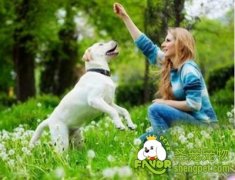 狗狗训练的十种正确做法