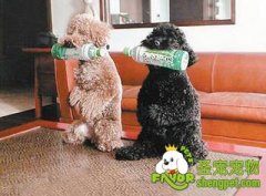 训练狗狗十个不要对狗狗做的事