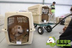 带狗狗乘坐交通工具时需要注意的事项