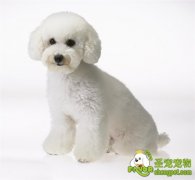 健康养狗狗要科学 不要自以为是