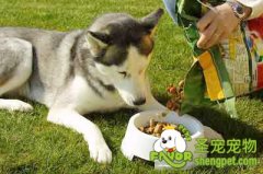 饲养狗狗需要注意狗狗的饮食均衡
