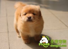 上班族养狗狗需要注意什么