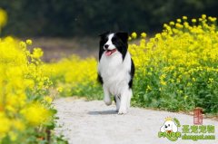 怎样培养主人和狗狗之间的感情