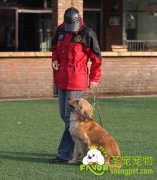 狗狗训练运用声符号和视符两种方法