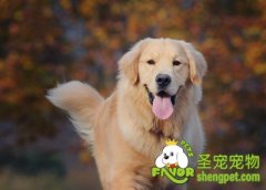 如何训练狗狗接受新伙伴