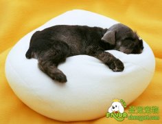 如何给幼犬断奶