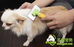 如何处理狗狗脱毛的问题
