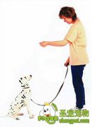 影响狗狗训练的因素都有哪些