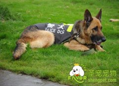 狗粮的分类及作用