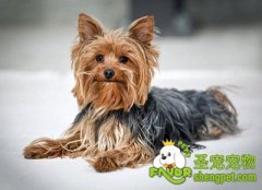 约克夏梗犬的起源介绍及养护