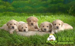 饲养幼犬的知识大全