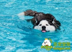 如何让狗狗过好整个夏天