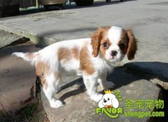 幼犬如何进行社会化训练（一）