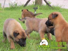 引起狗狗吃便便的原因