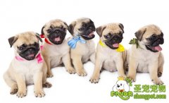 幼犬的性格测试