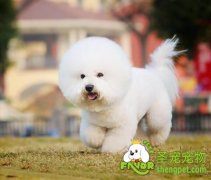 如何改掉狗狗乱吠恶习