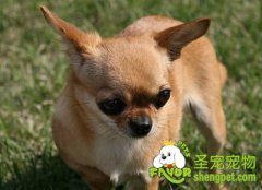 给狗狗做家庭检查的注意事项