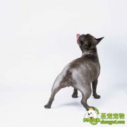 教你如何清理狗狗肛门腺里的脏物