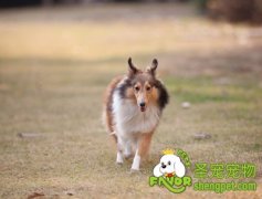 哪五种情况不能狗狗打疫苗